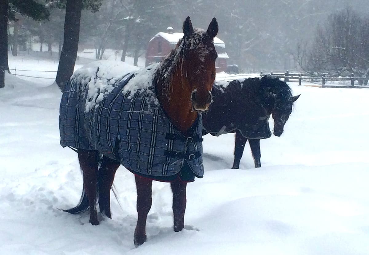 Do Horses Get Cold? What You NEED To Know About Winter Turn Out Horse FactBook