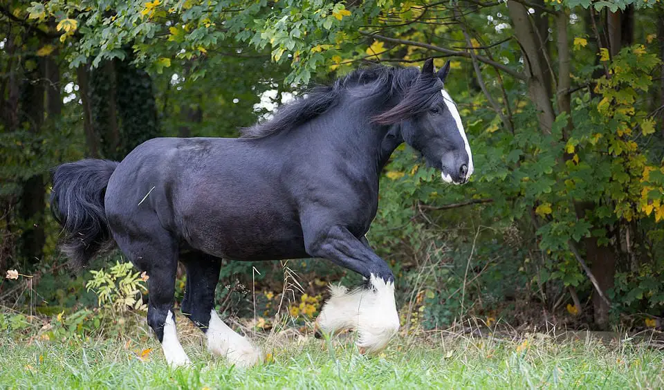 Heavy horses may need to have their fathers clipped during the summer