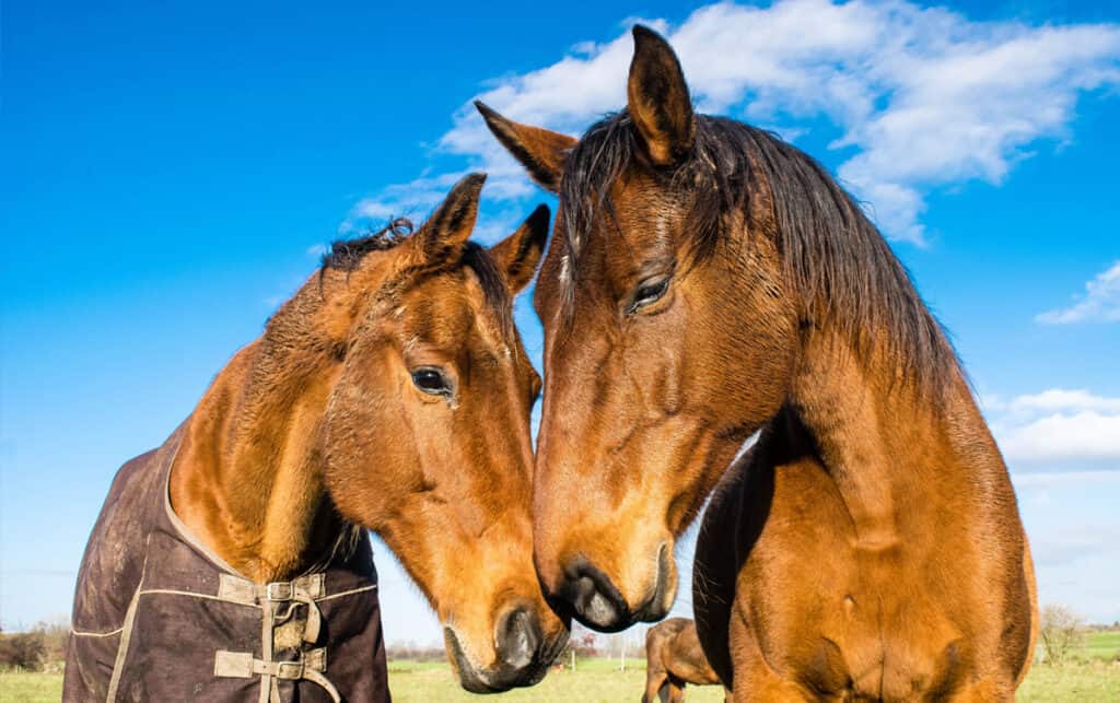 The 10 Most Friendly Horse Breeds In The World (with videos) Horse