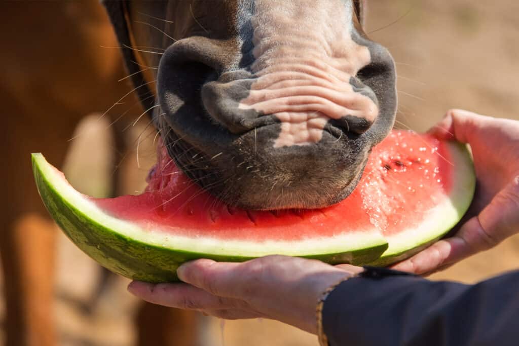 Can Horses Eat Watermelon? Horse FactBook