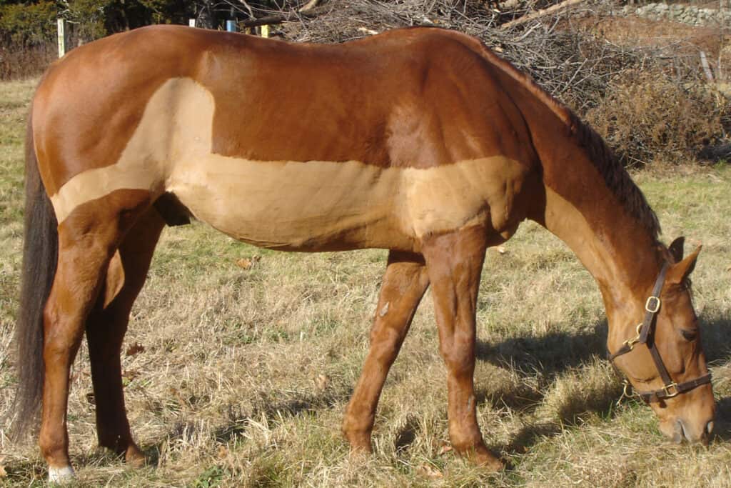 Do I Need To Clip My Horse? Horse FactBook