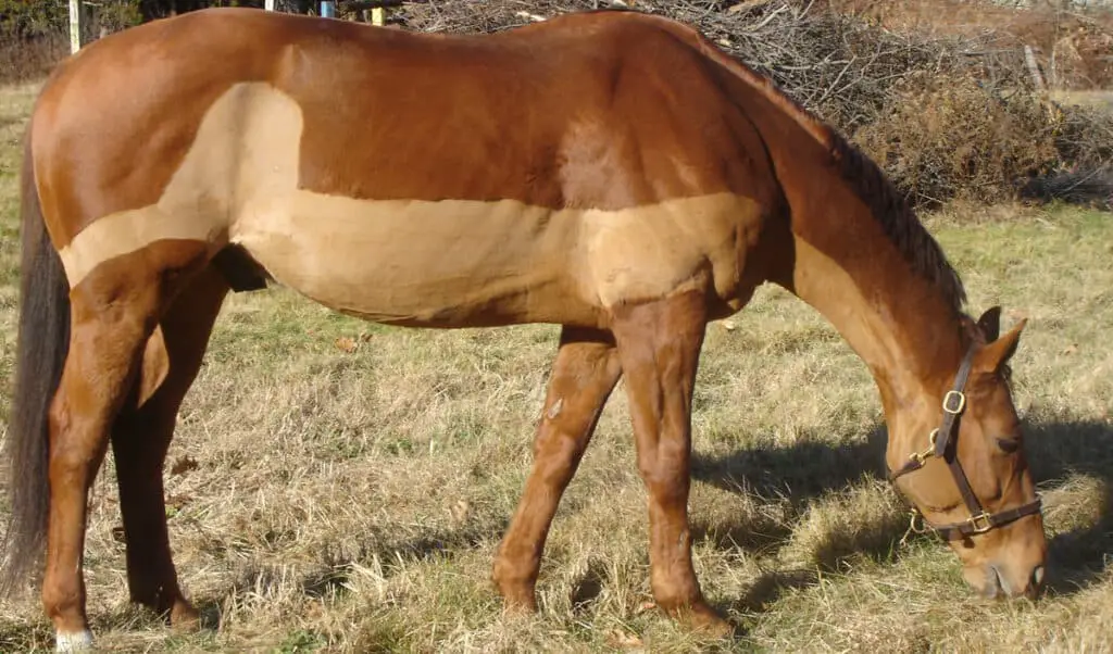 Not all horses need to be clipped