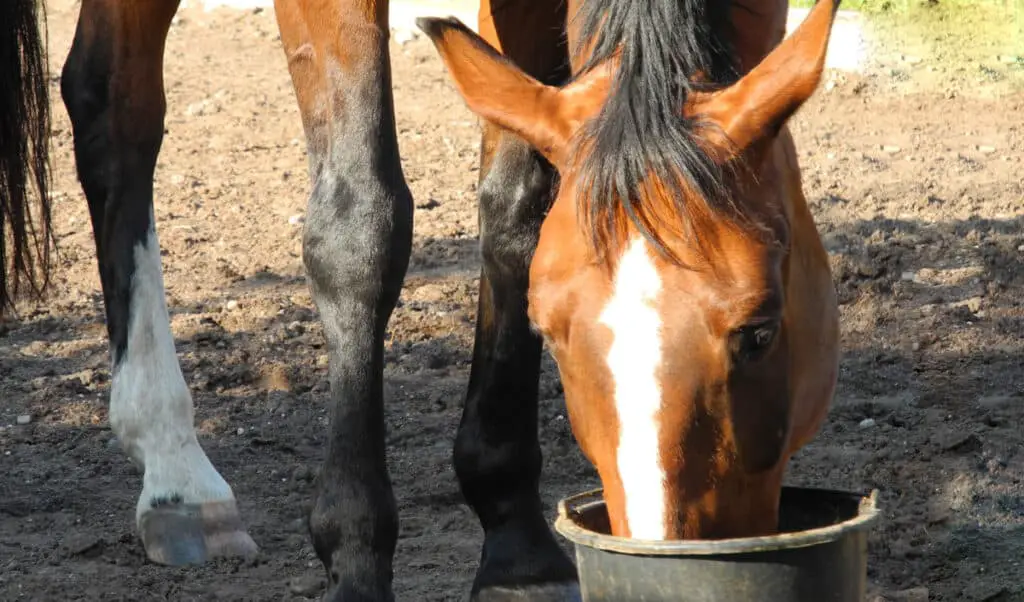 Its important to know what to feed your horse and how much