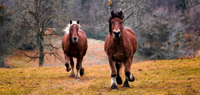 Pairs of names can be great for inseparable horses