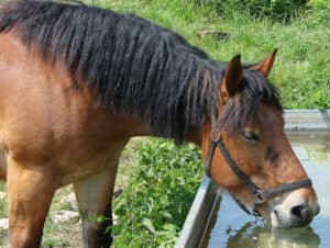 Water is a crucial part of your horse's diet