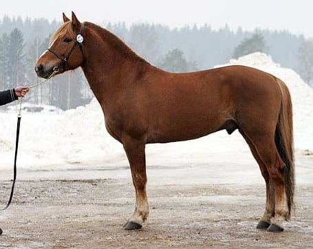 Getting your horse to stand square will help with this balance