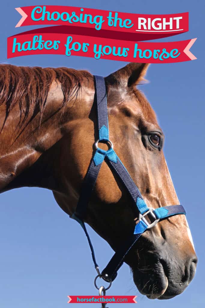 How To Choose The Right Halter For Your Horse Horse FactBook