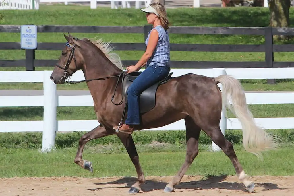 Built For Comfort 15 Of The Best Gaited Horse Breeds Horse FactBook