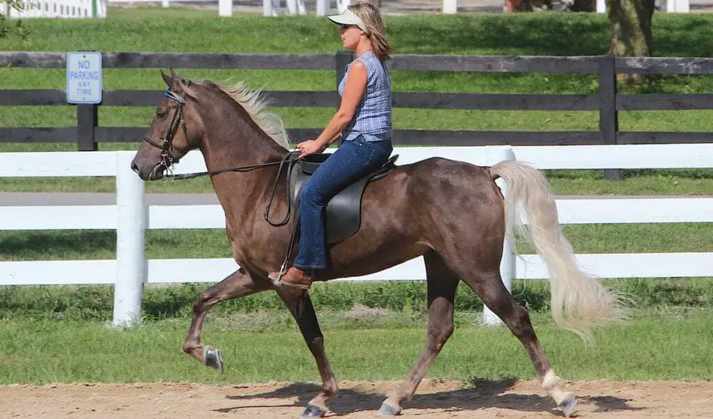 Gaited horses are extremely comfortable to ride