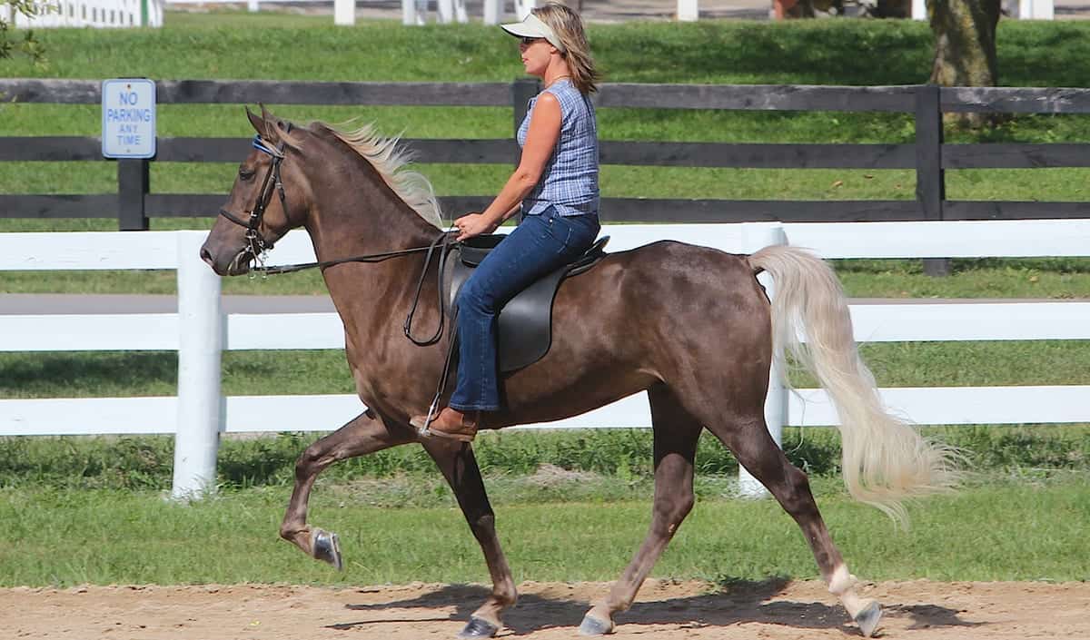 Built For Comfort The 15 Best Gaited Horse Breeds Horse FactBook