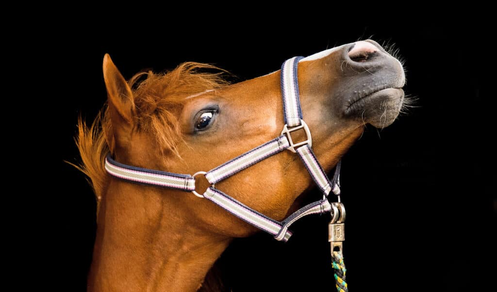 How to choose the right halter for your horse