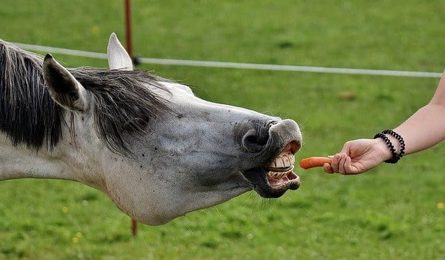 Stretching exercises help to improve your horse's balance