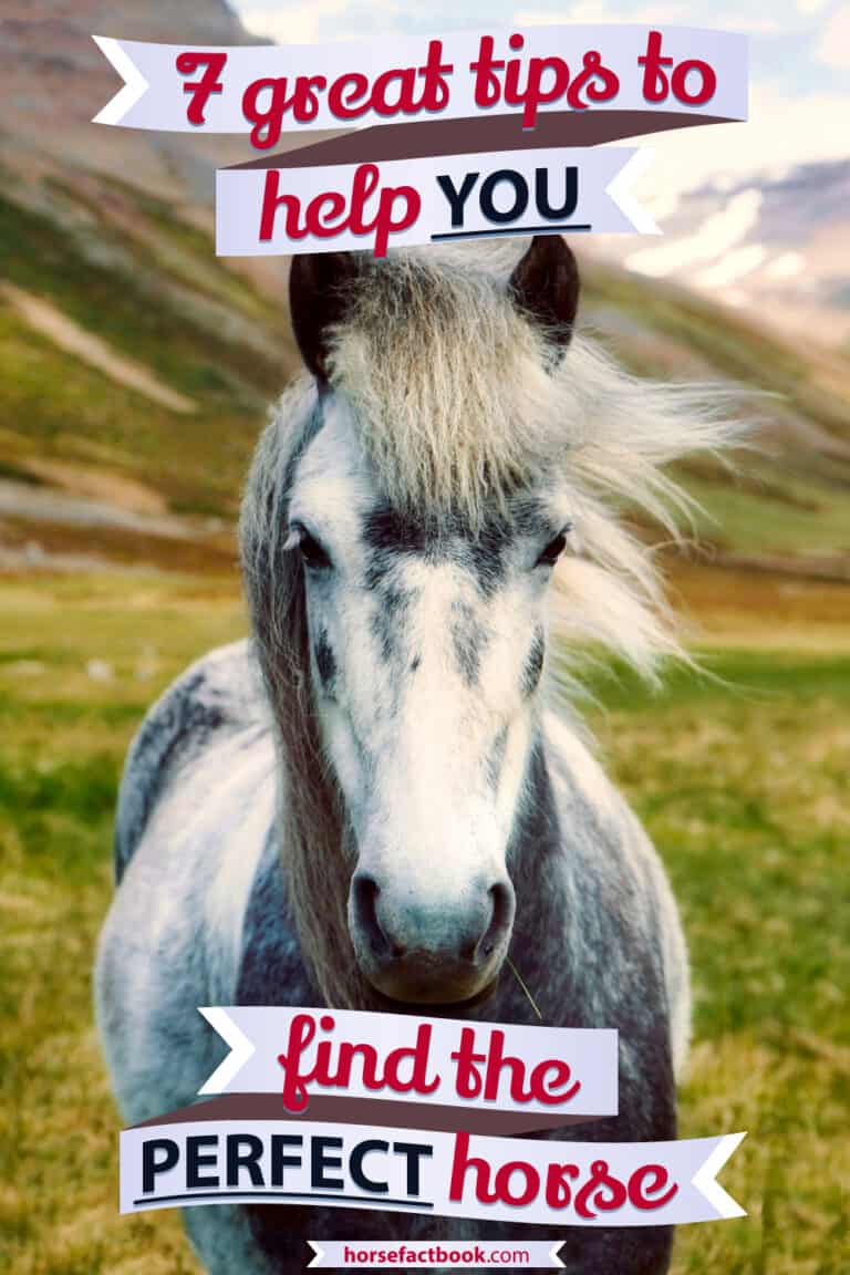 Perfect horse Horse FactBook