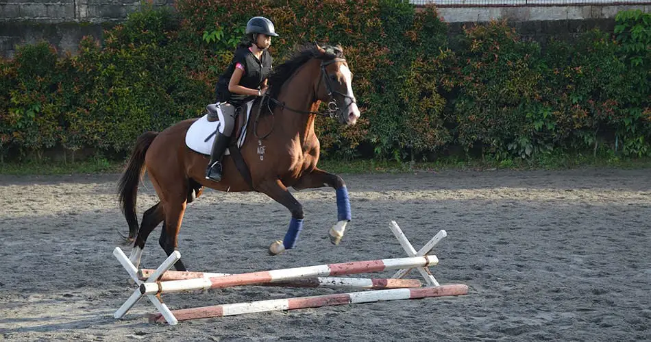 Make sure your horse suits your level of experience