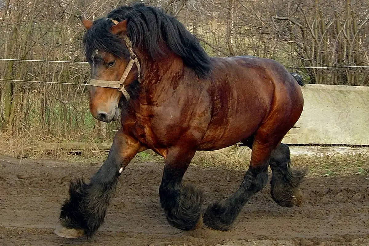 What is the smallest draft horse