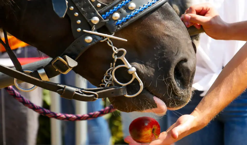 We all love to feed our horses treats from time to time