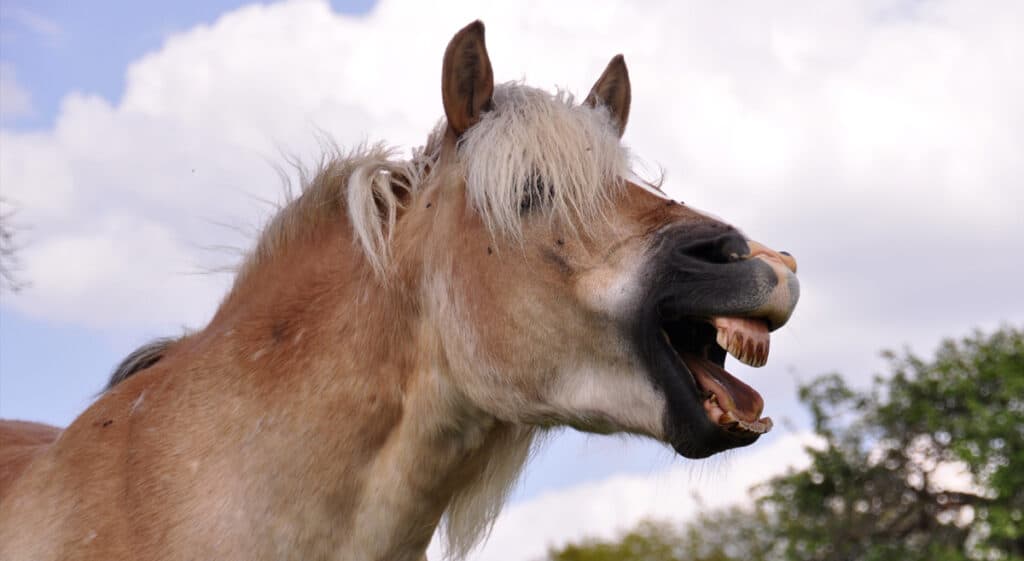 Unlike cribbing, horses that windsuck don't ned to use a post for leverage