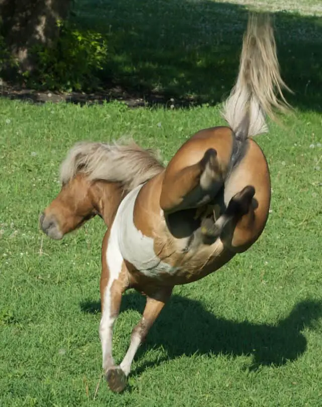 How Hard Can A Horse Kick? Horse FactBook