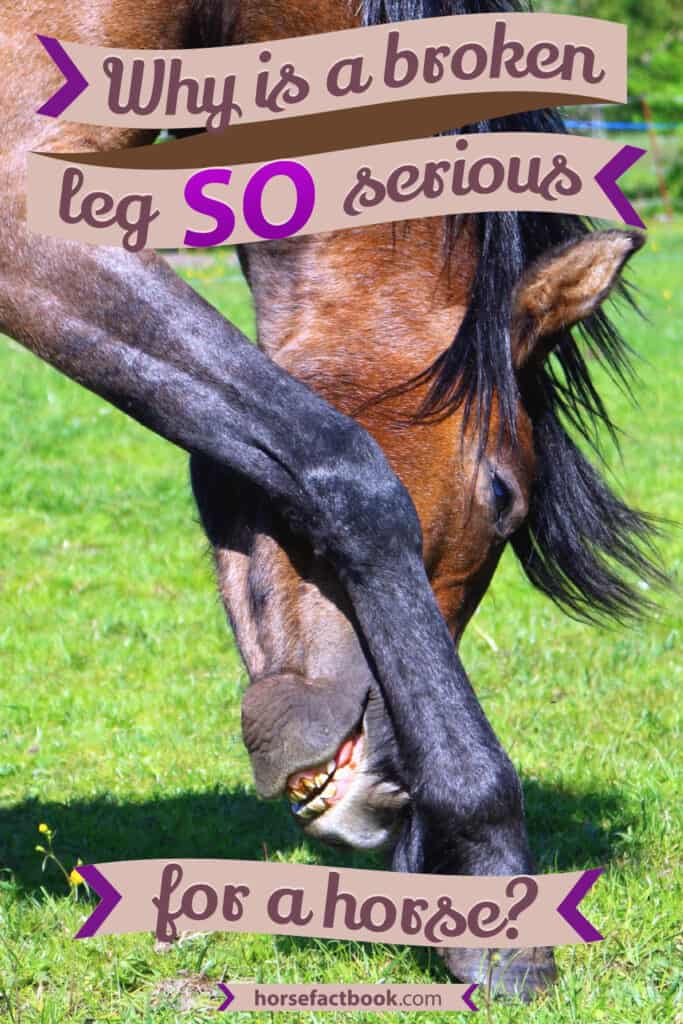 Why Is A Broken Leg So Serious For A Horse? Horse FactBook