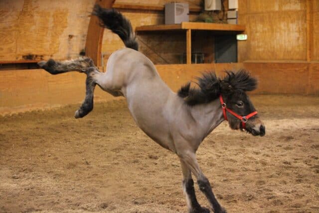 How Hard Can A Horse Kick? – Horse FactBook