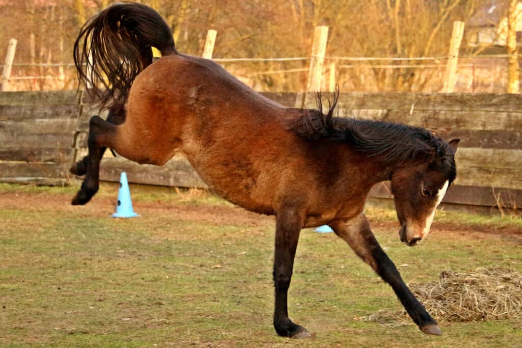 How Hard Can A Horse Kick? Horse FactBook