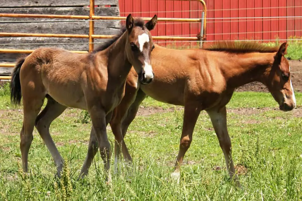 Can Horses Have Twins? Horse FactBook