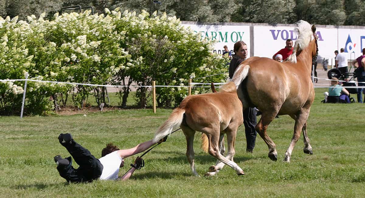 Is Horse Riding Really That Dangerous? Horse FactBook