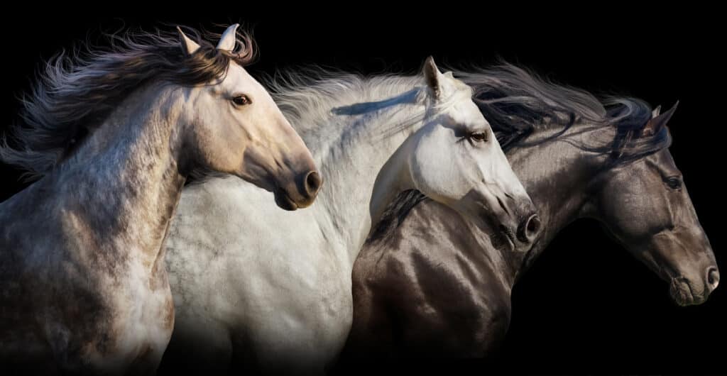 How Long Do Horses Live For? Horse FactBook