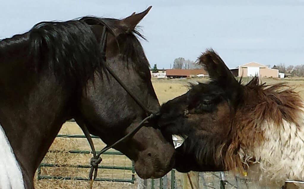 Do Alpacas Make Good Companions For Horses? Horse FactBook
