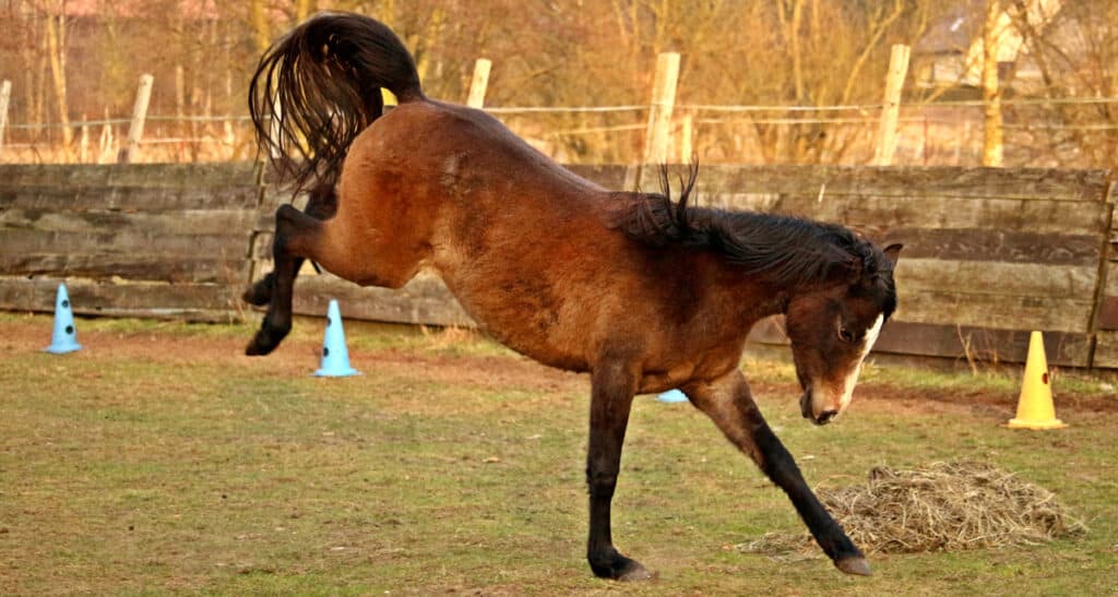 How Hard Can A Horse Kick? Horse FactBook