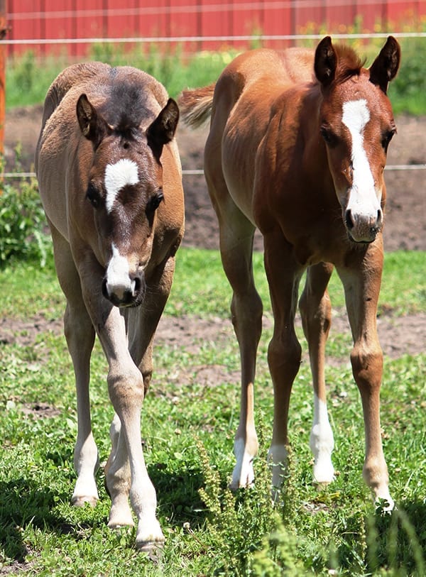 Can Horses Have Twins? Horse FactBook