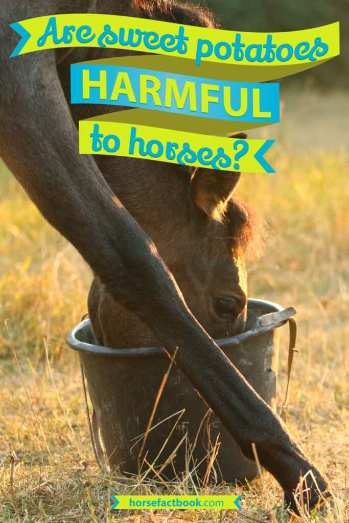 Can Horses Eat Sweet Potatoes? Everything You Need To Know Horse FactBook