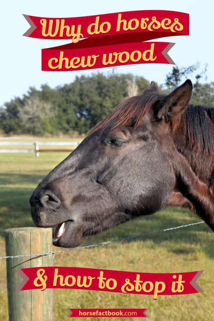 Why Do Young Horses Chew Wood? Causes & Prevention Horse FactBook