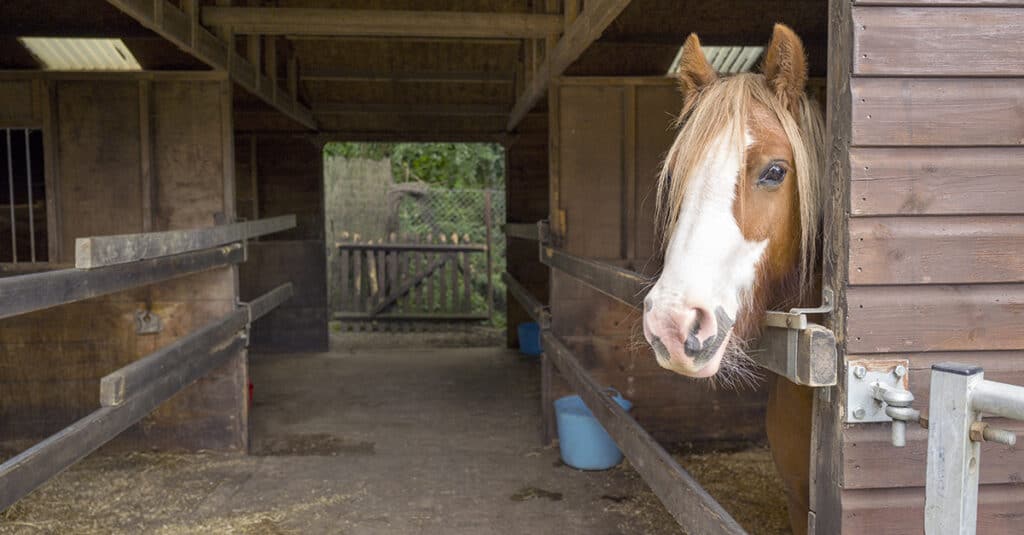What’s The Best Bedding For Allergy Prone Horses? Horse FactBook