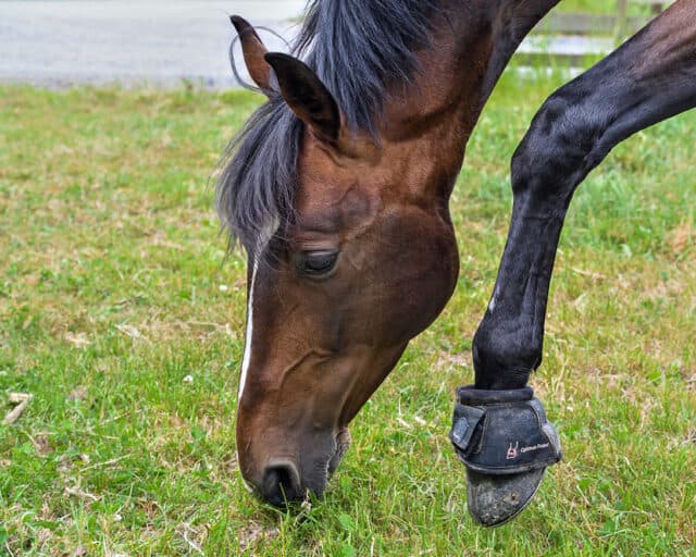 Why Does My Horse Paw At The Ground? Horse FactBook