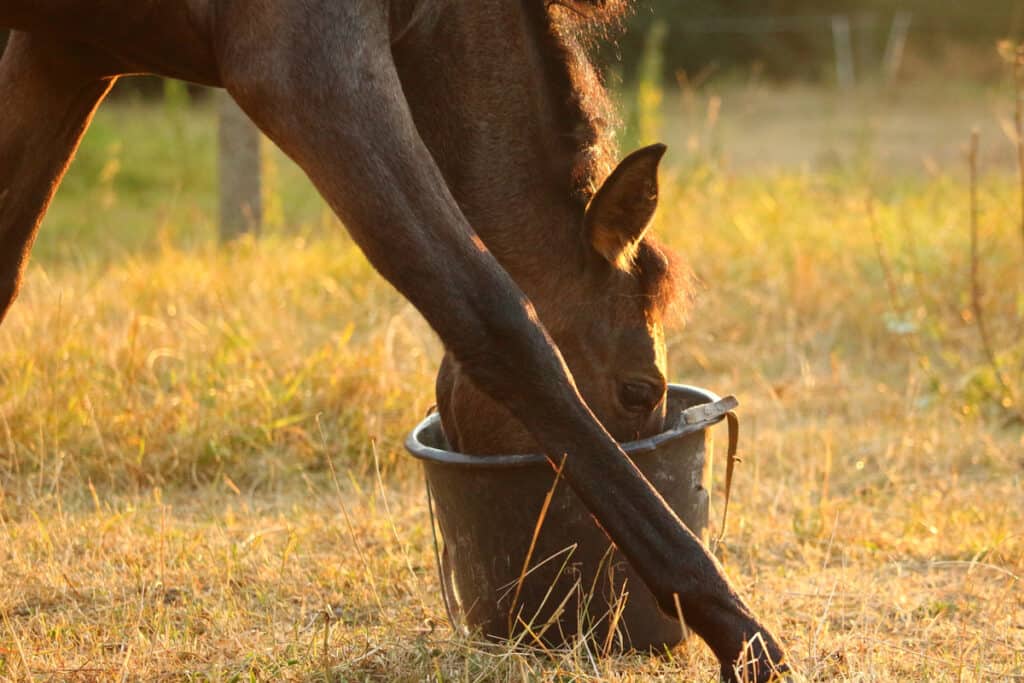 Can Horses Eat Sweet Potatoes? Everything You Need To Know Horse FactBook
