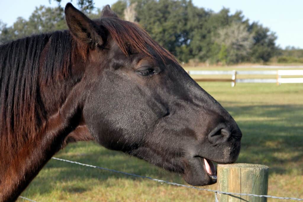Why Do Young Horses Chew Wood? Causes & Prevention Horse FactBook