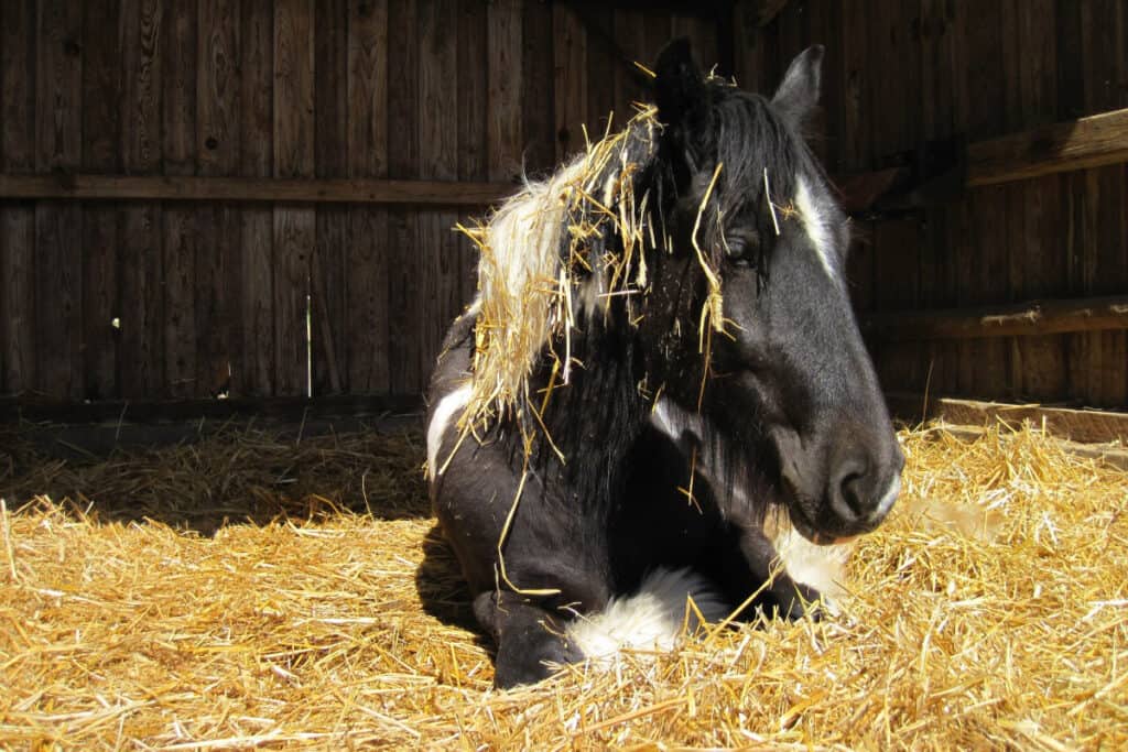 What’s The Best Bedding For Allergy Prone Horses? Horse FactBook