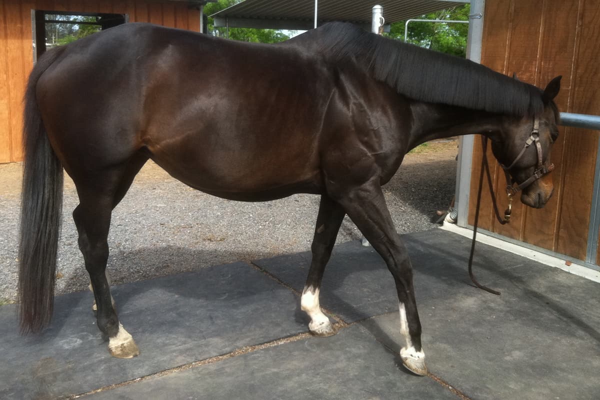 Why Does My Horse Paw At The Ground? Horse FactBook