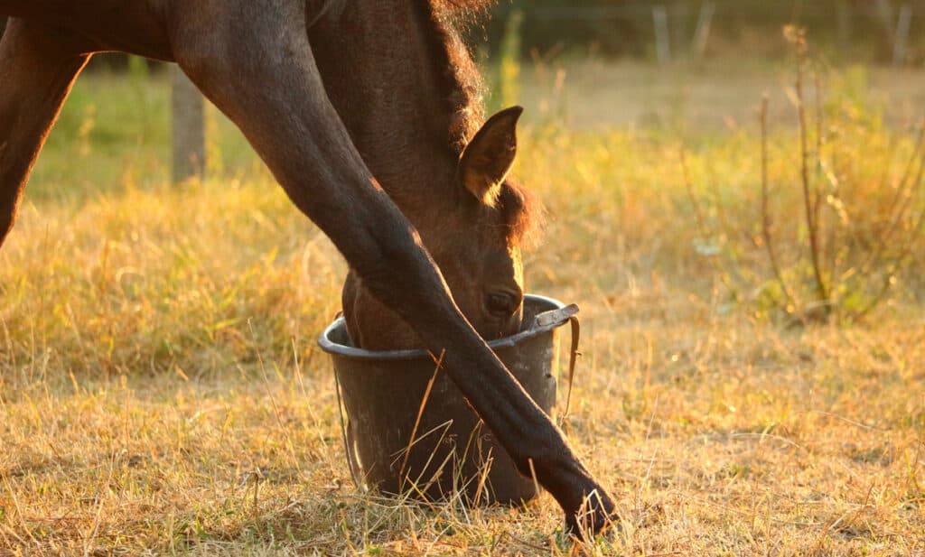 Can Horses Eat Sweet Potatoes? Horse FactBook