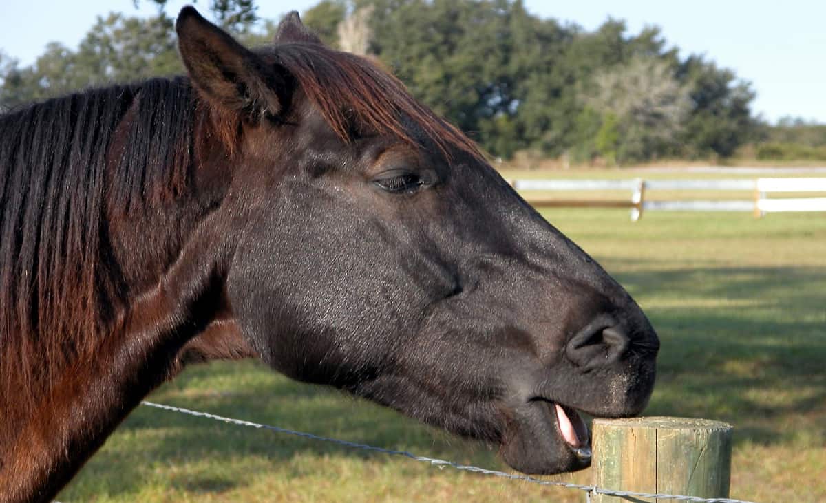 Why Do Young Horses Chew Wood? Horse FactBook