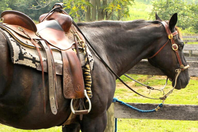 5 Essential Saddle Accessories For Trail Riding Horse FactBook