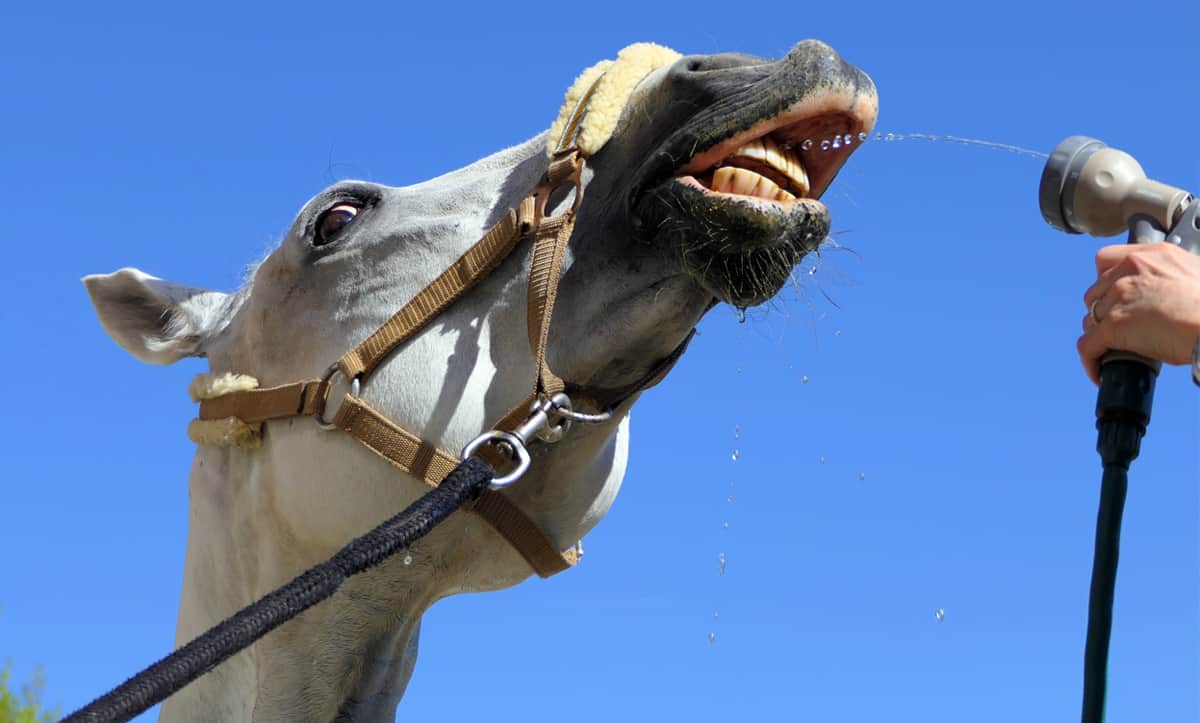 Equine Hydration How Much Water Do Horses Need Horse Factbook