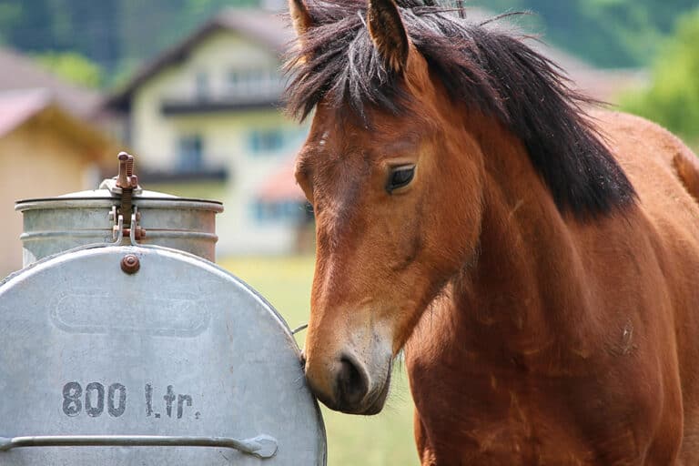 Equine Hydration How Much Water Do Horses Need? Horse FactBook