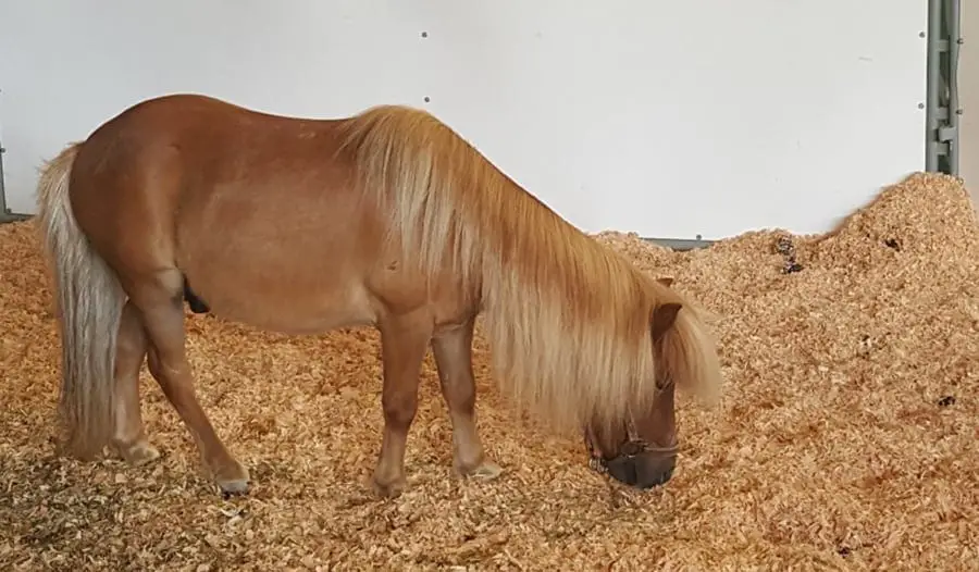 lame horse meaning lame horse meaning