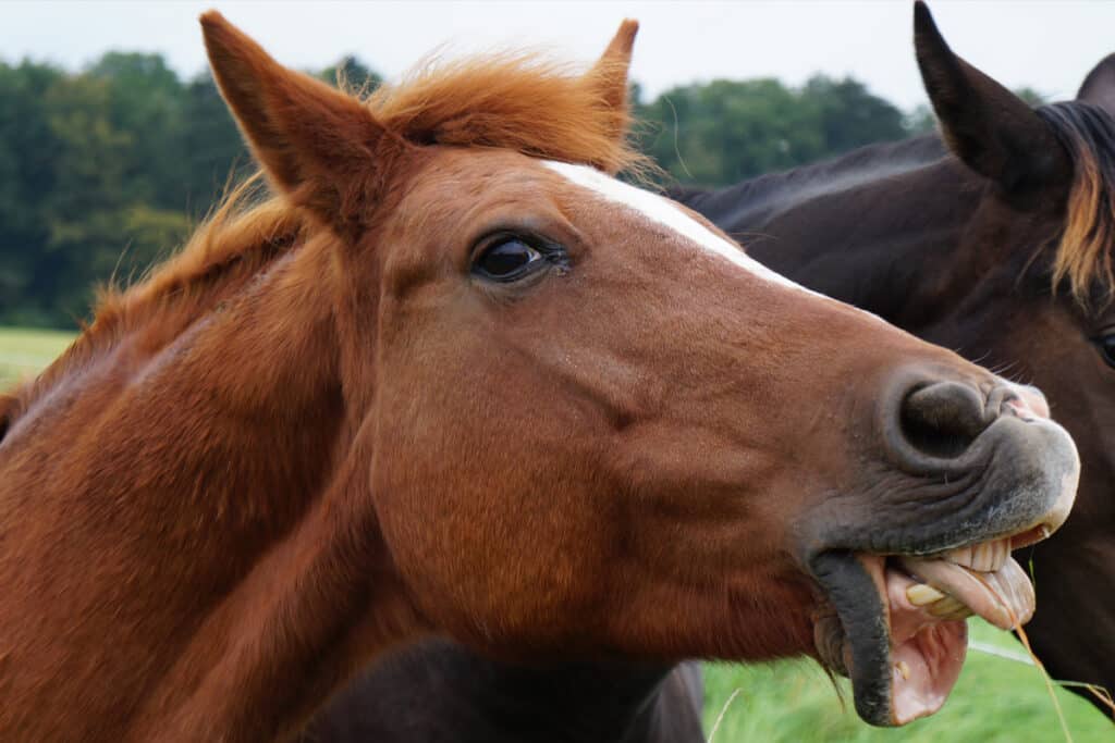 Why Do Horses Move Their Lips