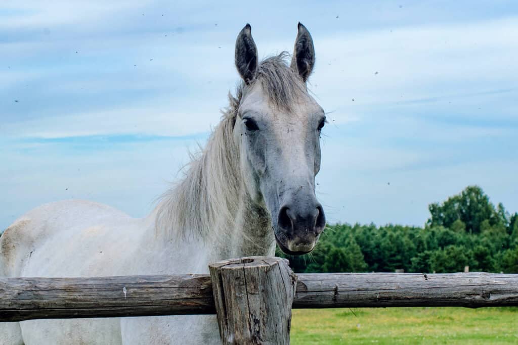 Pros & Cons Of Horse Fencing Which Option Is Best For You? Horse