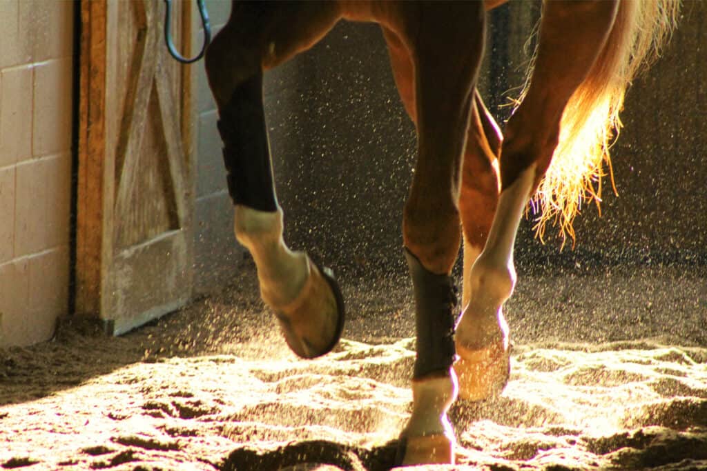 Lameness In Horses What Does It Really Mean? Horse FactBook