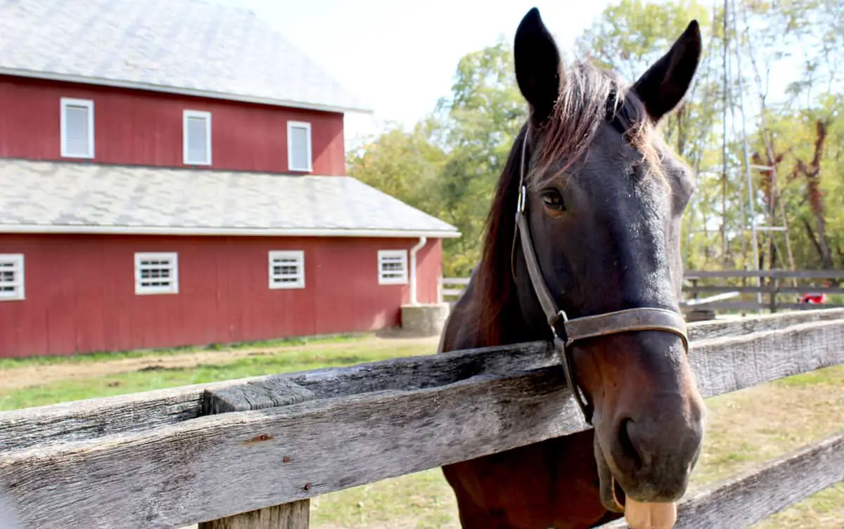 Am I Okay Keeping A Horse In My Backyard Horse Factbook