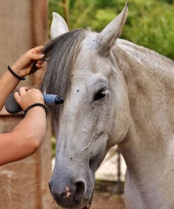 Braiding your horse's mane can be fun for them and for you